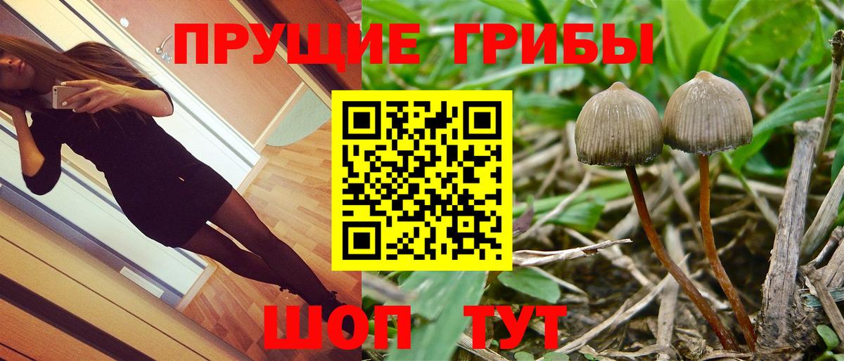 Псилоцибиновые грибы GOLDEN TEACHER Калуга